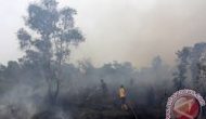 Permalink ke 12 Hektar Lahan Gambut di Meranti Sudah  3 Hari Terbakar, Anggota BPBD Nginap di Lokasi