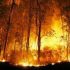 Permalink ke Hutan Kok Malah Dibakar Sih?