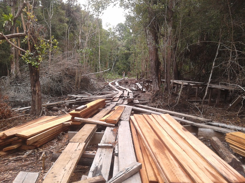 Permalink ke BKSDA Riau Sebut Pembalakan Liar di Hutan  SM Kerumutan Dimodali Cukong dari Jambi