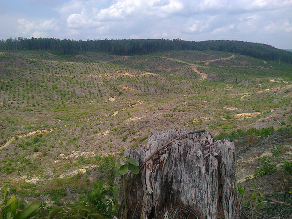 Permalink ke Scale-Up: APP Langgar Komitmen FCP,  Ubah Desa Jadi Kebun Akasia di Riau