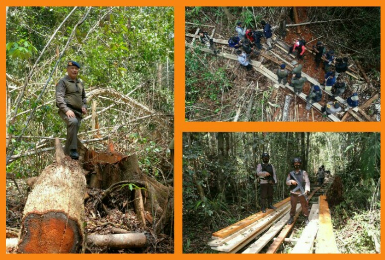 Permalink ke Temukan Pondok Dalam Hutan, Kapolda Riau Ingatkan Pentingnya Menjaga Cagar Biosfer Untuk Keseimbangan Alam
