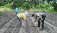 Permalink ke Untuk Menjaga Ketahanan Pangan, Polsek Lubuk Dalam Melaksanakan Kegiatan Menanam Sayauran