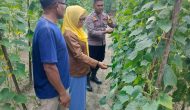 Permalink ke Pengecekan Tanaman Ketahanan Pangan Berupa Timun