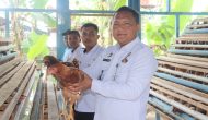 Permalink ke Perkuat Pembinaan dan Ketahanan Pangan : Lapas Pasir Pangarayan Berdayakan Ternak Ayam Petelur