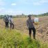 Program Ketahanan Pangan Terus Digalakan Oleh Polsek Sungai Sembilan Bersama Masyarakat