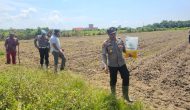 Permalink ke Program Ketahanan Pangan Terus Digalakan Oleh Polsek Sungai Sembilan Bersama Masyarakat