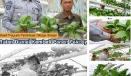 Permalink ke Hasil Program Pembinaan Warga Binaan, Rutan Dumai Kembali Panen Pakcoy