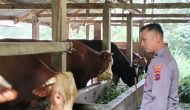 Permalink ke Kisah Sukses Aipda Eko Setiawan Beternak Sapi. Peliharaannya Jadi Sapi Kurban Presiden Prabowo