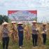 Panen Perdana Jagung Pipil di Desa Petai, Polres Kuansing dan PT. Sar Bersinergi Dukung Ketahanan Pangan