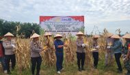 Permalink ke Panen Perdana Jagung Pipil di Desa Petai, Polres Kuansing dan PT. Sar Bersinergi Dukung Ketahanan Pangan