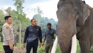 Permalink ke Hari Bhayangkara 79: Kapolsek Tapung Hilir Jalin Sinergi dengan PLG Minas, Lindungi Gajah Liar Permalink ke Hari Bhayangkara 79: Kapolsek Tapung Hilir Jalin Sinergi dengan PLG Minas, Lindungi Gajah Liar