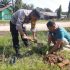 Polsek Singingi Hilir Laksanakan Penanaman Bibit Pohon Salam Dukung Program Penghijauan Polda Riau