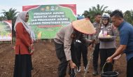 Permalink ke Kapolres Kampar Pimpin Penanaman Jagung Serentak, Dukung Swasembada Pangan Nasional
