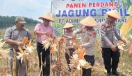 Permalink ke “Dari Kebun ke Ketahanan Pangan!” Kapolsek Kampar Kiri Panen Jagung di PT. Adi Mulya, Dukung Program Asta Cita Presiden