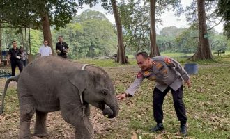 Permalink ke Sembari Patroli, Kapolda Riau Kunjungi Keluarga Gajah di TWA Buluh Cina