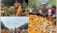 Permalink ke Panen Raya Jagung Kuartal IV di Koto Gasib, Polsek Koto Gasib Dorong Ketahanan Pangan Nasional