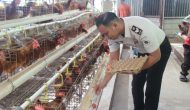 Permalink ke Perkuat Ketahanan Pangan Nasional, Lapas Kelas IIA Pekanbaru Berhasil Panen Ratusan Telur Ayam Tiap Hari