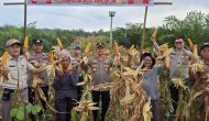Permalink ke Panen Raya Jagung Polsek Kandis, Wujud Nyata Dukung Program Presiden Ketahanan Pangan
