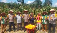 Permalink ke Lahan Bumdes Menghasilkan, Kapolsek Kampar Kiri Hilir Apresiasi Kelompok Tani yang Sukses Panen Jagung