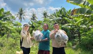 Permalink ke Polsek Kulim Monitoring Lahan Program Ketahanan Pangan di Mentangor