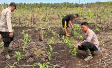 Permalink ke Polsek Mandah ,Polres Inhil Siap Mendukung Program Asta Cita Presiden Republik Indonesia Melalui Ketahanan Pangan.