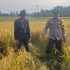 Giat Panen Padi, Mendukung Program Asta Cita, Dalam Rangka Ketahanan Pangan Nasional di desa Pulau Kecil Reteh. Giat Panen Padi, Mendukung Program Asta Cita, Dalam Rangka Ketahanan Pangan Nasional di desa Pulau Kecil Reteh.