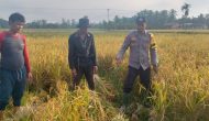 Permalink ke Giat Panen Padi, Mendukung Program Asta Cita, Dalam Rangka Ketahanan Pangan Nasional di desa Pulau Kecil Reteh.