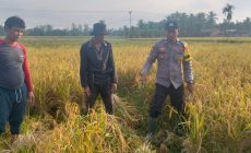 Permalink ke Giat Panen Padi, Mendukung Program Asta Cita, Dalam Rangka Ketahanan Pangan Nasional di desa Pulau Kecil Reteh.