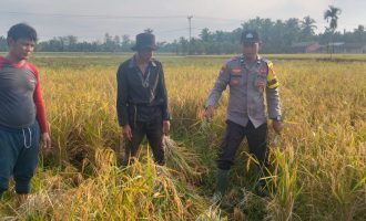 Permalink ke Giat Panen Padi, Mendukung Program Asta Cita, Dalam Rangka Ketahanan Pangan Nasional di desa Pulau Kecil Reteh.