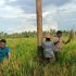 Giat Panen Padi, Mendukung Program Asta Cita, Dalam Rangka Ketahanan Pangan Nasional di Polsek Sungai Batang