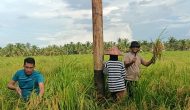 Permalink ke Giat Panen Padi, Mendukung Program Asta Cita, Dalam Rangka Ketahanan Pangan Nasional di Polsek Sungai Batang