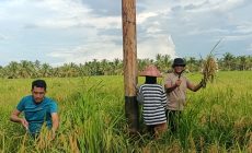 Permalink ke Giat Panen Padi, Mendukung Program Asta Cita, Dalam Rangka Ketahanan Pangan Nasional di Polsek Sungai Batang