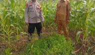 Permalink ke Polsek Kuindra Pantau Pertumbuhan Jagung di Desa Teluk Dalam.