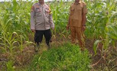 Permalink ke Polsek Kuindra Pantau Pertumbuhan Jagung di Desa Teluk Dalam.