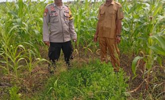 Permalink ke Polsek Kuindra Pantau Pertumbuhan Jagung di Desa Teluk Dalam.