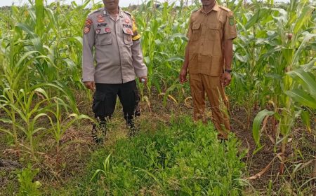 Permalink ke Polsek Kuindra Pantau Pertumbuhan Jagung di Desa Teluk Dalam.