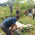 Qurban Perdana Suku Limo Panjang, Sembelih 1 Ekor Sapi dan Bagikan 85 Paket Daging kepada Anggota dan Masyarakat