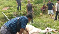 Permalink ke Qurban Perdana Suku Limo Panjang, Sembelih 1 Ekor Sapi dan Bagikan 85 Paket Daging kepada Anggota dan Masyarakat Permalink ke Qurban Perdana Suku Limo Panjang, Sembelih 1 Ekor Sapi dan Bagikan 85 Paket Daging kepada Anggota dan Masyarakat