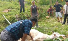 Permalink ke Qurban Perdana Suku Limo Panjang, Sembelih 1 Ekor Sapi dan Bagikan 85 Paket Daging kepada Anggota dan Masyarakat Permalink ke Qurban Perdana Suku Limo Panjang, Sembelih 1 Ekor Sapi dan Bagikan 85 Paket Daging kepada Anggota dan Masyarakat