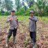 Dukung Asta Cita Ketahanan Pangan, Polsek Kuindra Cek Lahan Jagung Hibrida 2 Hektar di Tanjung Lajau Dukung Asta Cita Ketahanan Pangan, Polsek Kuindra Cek Lahan Jagung Hibrida 2 Hektar di Tanjung Lajau
