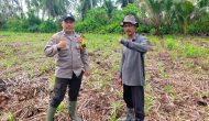 Permalink ke Dukung Asta Cita Ketahanan Pangan, Polsek Kuindra Cek Lahan Jagung Hibrida 2 Hektar di Tanjung Lajau Permalink ke Dukung Asta Cita Ketahanan Pangan, Polsek Kuindra Cek Lahan Jagung Hibrida 2 Hektar di Tanjung Lajau