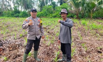 Permalink ke Dukung Asta Cita Ketahanan Pangan, Polsek Kuindra Cek Lahan Jagung Hibrida 2 Hektar di Tanjung Lajau