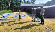 Permalink ke Babinkamtibmas Benteng Barat Polsek Benteng Aipda Doci Cinta Petani, Jemur Padi Dukung Ketahanan Pangan
