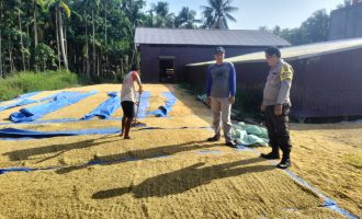 Permalink ke Babinkamtibmas Benteng Barat Polsek Benteng Aipda Doci Cinta Petani, Jemur Padi Dukung Ketahanan Pangan