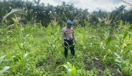 Permalink ke Polsek Kuindra Pantau Pertumbuhan Jagung Program Asta Cita di Desa Teluk Dalam Permalink ke Polsek Kuindra Pantau Pertumbuhan Jagung Program Asta Cita di Desa Teluk Dalam