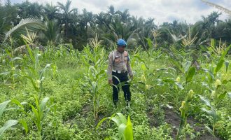 Permalink ke Polsek Kuindra Pantau Pertumbuhan Jagung Program Asta Cita di Desa Teluk Dalam