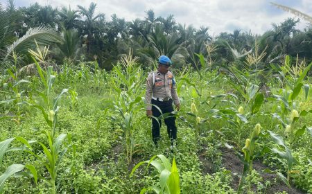 Permalink ke Polsek Kuindra Pantau Pertumbuhan Jagung Program Asta Cita di Desa Teluk Dalam