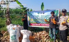 Permalink ke Polsek Tembilahan Berserta Bhabinkamtibmas AIPDA ALI MARDI.ikut Serta Laksanakan Penen Jagung Berserta Warga Seteba