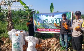 Permalink ke Polsek Tembilahan Berserta Bhabinkamtibmas AIPDA ALI MARDI.ikut Serta Laksanakan Penen Jagung Berserta Warga Seteba