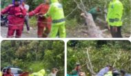 Permalink ke Gerak Cepat, Sat Samapta Polres Kampar Evakuasi Pohon Tumbang di Jalan Petapahan-Bangkinang